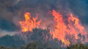 Площадь лесных пожаров в Европе превысила миллион гектаров