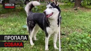 В Химках полиция задержала мужчину, подозреваемого в краже питомца // 360 ХИМКИ