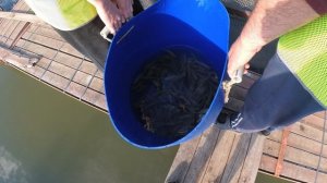 Большеротый окунь Басс. Разведение 2