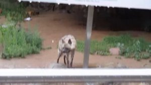 Полосатая гиена в Московском Зоопарке