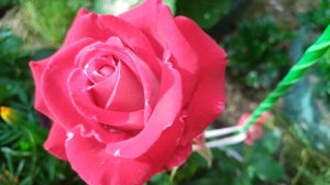 Для вас, мои любимые подписчицы.  Исполнитель   Jazzdauren - Дарите женщинам цветы...