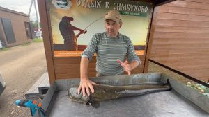 Улов сома весом 10 кг !!!