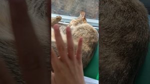 М̥о̥и̥ д̥о̥м̥а̥ш̥н̥и̥е̥ ж̥и̥в̥о̥т̥н̥ы̥е̥