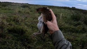 Случайный коростельчик 21.08.2025