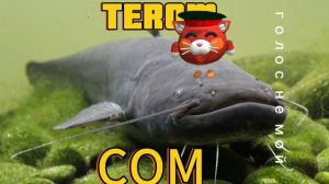 песня сом голос не мой