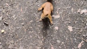 Белки в парке "Победы". Борьба за территорию. Екатеринбург.