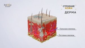 1. Строение кожи_озвучка