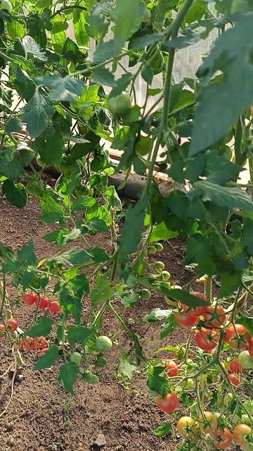 шикарные помидоры смотреть онлайн