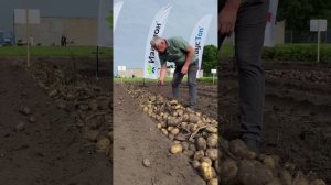 DokaGene (ДГТ). Сорта картофеля для промышленной переработки: Сармат, Родео, Атлетик, Милано