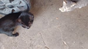 Опять подкидыши блин.