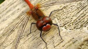 🔍 Стрекоза крупным планом | Движения головы и крыльев 🐉