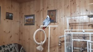 Попугай Жако Ники.mp4