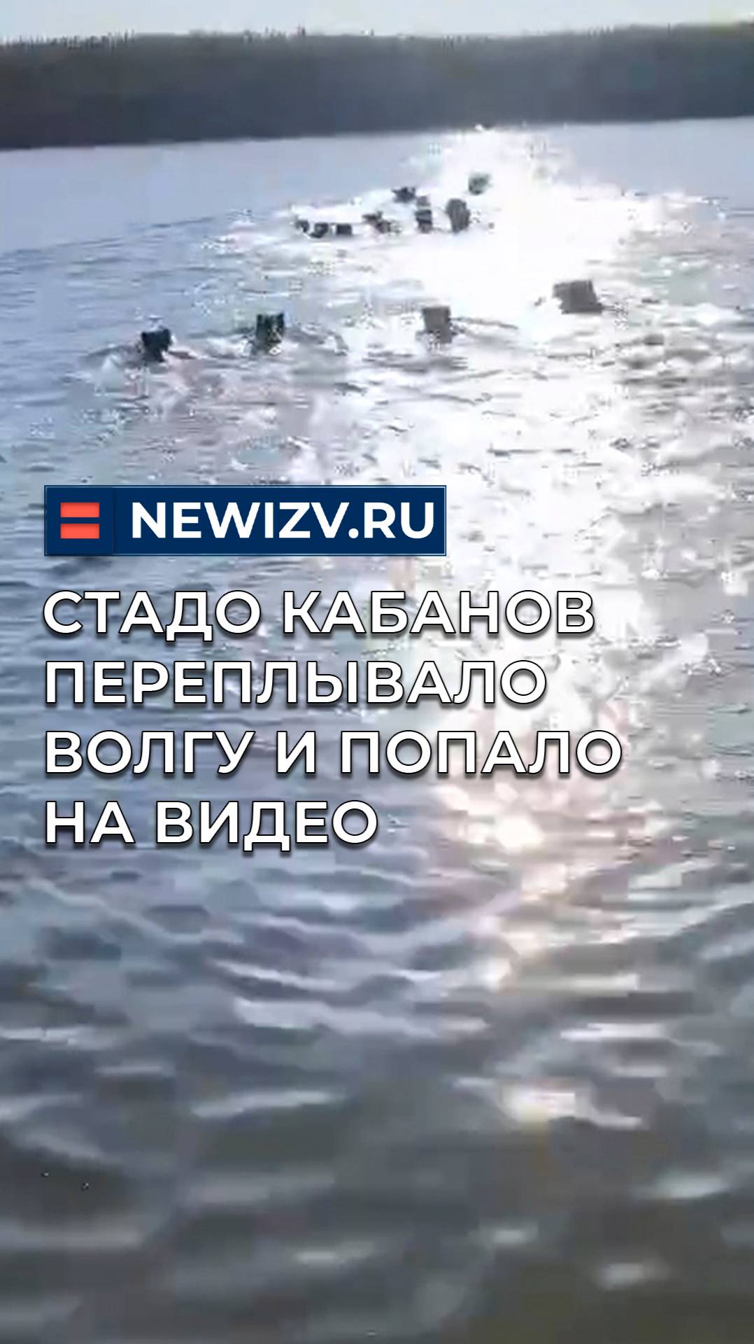Стадо кабанов переплывало Волгу и попало на видео