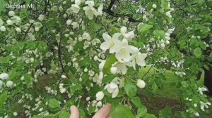 Южно-Сахалинск, сахалинское лето