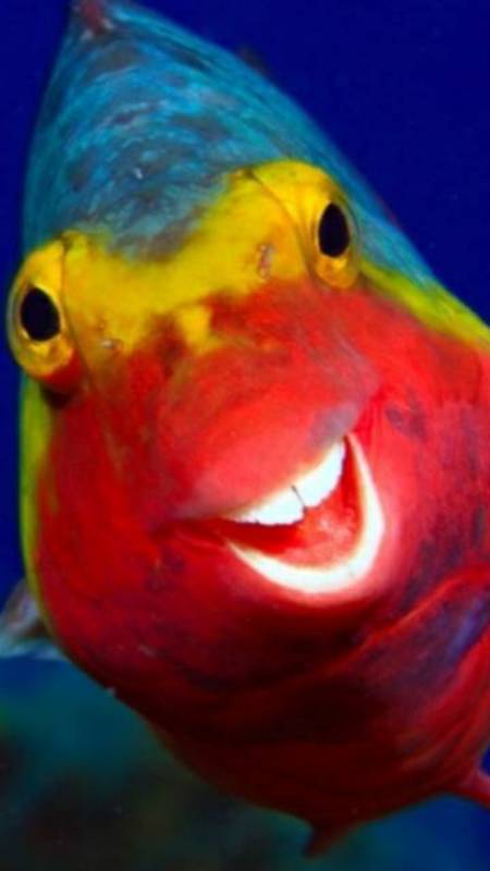 Parrot fish