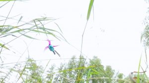 Он улетел, но обещал вернуться!