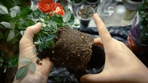 роза в горшке из 5КИ растим в квартире..mp4