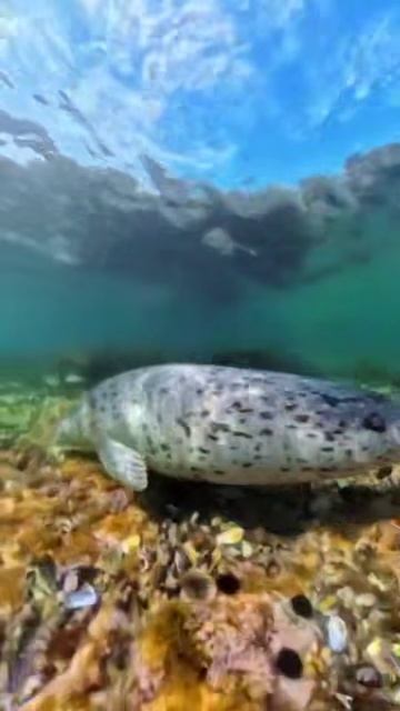 Владивостокские развлечения смотреть онлайн