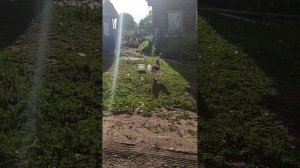 задиристый петух