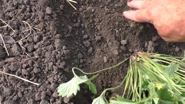 Рассаживаю клубнику из семян