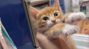 ВАУ! КРАСИВЕЙШИЙ БИСКВИТ САМЫЙ ЛУЧШИЙ И ВКУСНЫЙ. ПОЛУЧИТСЯ ДАЖЕ У РЕБЁНКА!