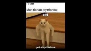 Сборник мемов с котами "super nemes"