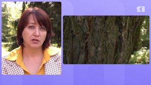 С ярославцами поделились секретами безопасной грибной охоты