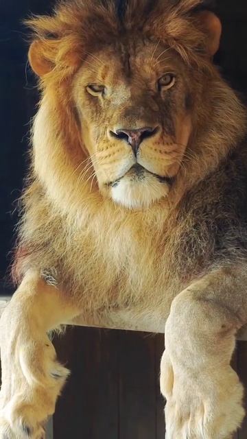 Лев Гефест продемонстрировал свое величие перед посетителями зоопарка смотреть онлайн