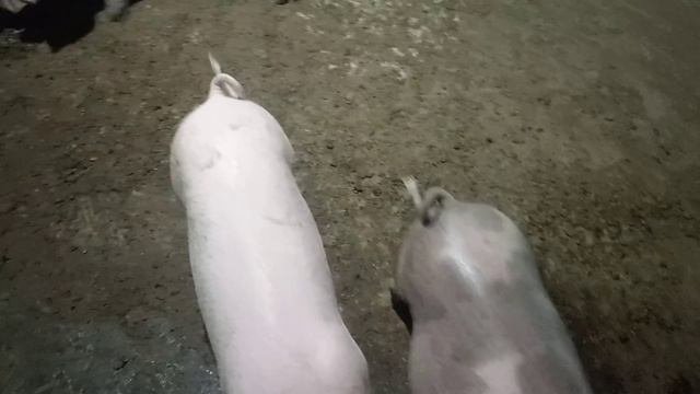 Привезли новое поголовье.