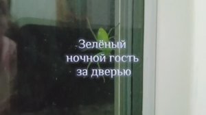 Зеленый ночной гость охотится за дверью