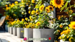 Как красиво посадить цветы во дворе и на участке фото идеи для вдохновения (88)