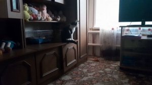 У муське жизнь-- это малина💥