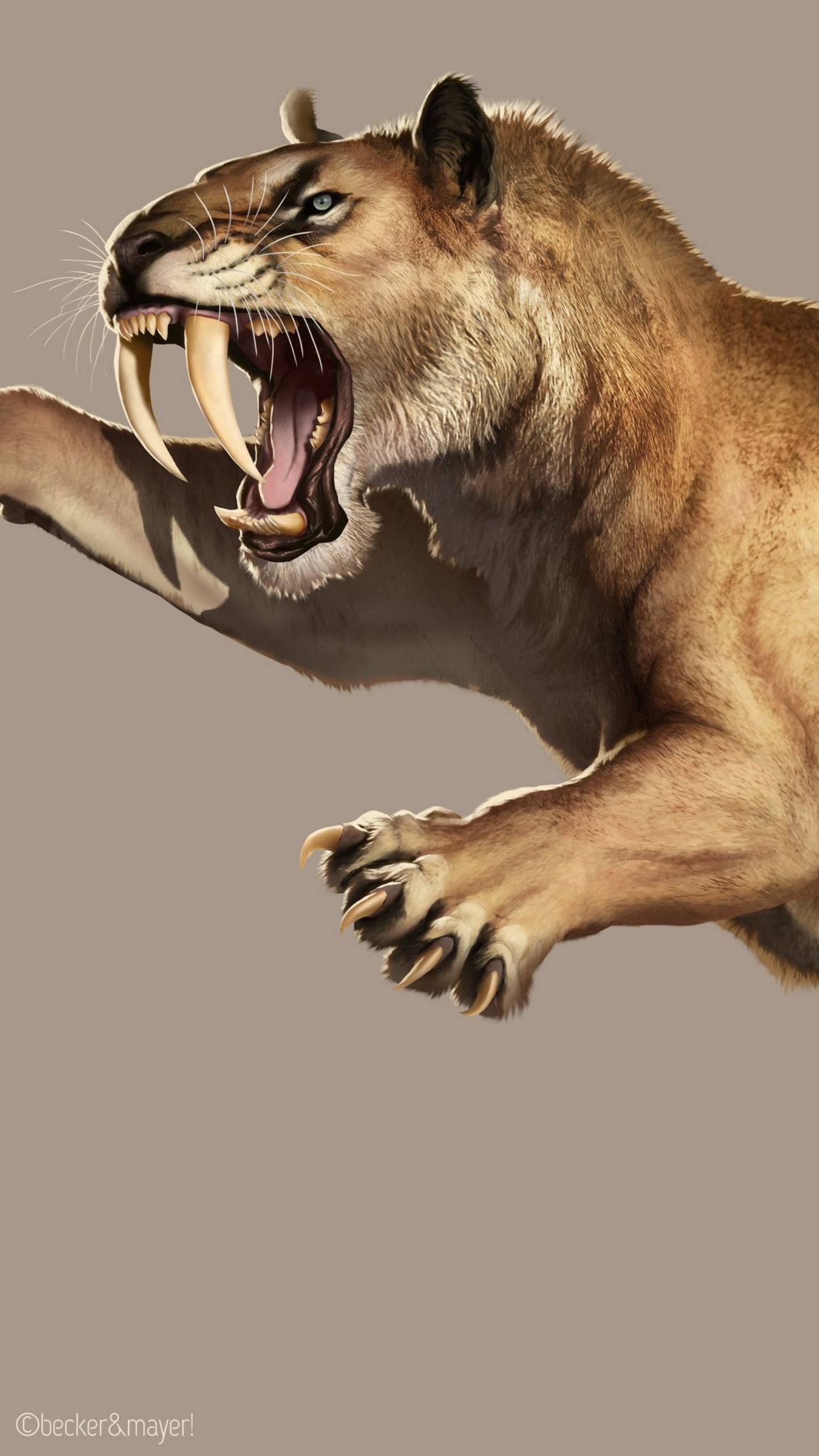The Saber-toothed Tiger