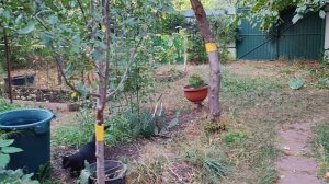 Лето на Ромашковой. Яблочный кошмар и зубная фея! Краснодар, дача, 25 августа 2025 года.