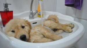 Животные и вода