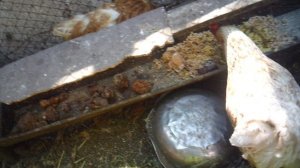 Кормление курочек 22 августа 2025