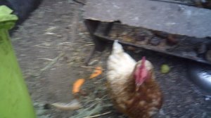 Кормление курочек 21 августа 2025