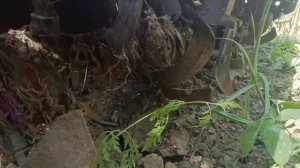 Мини-трактор Русич TZR T-244 экспресс-обзор от Константина Сорокина