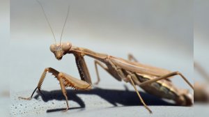 Спокойной ночи, малыши 😴