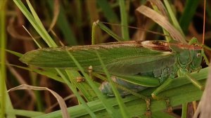 СТРЕКОТ КУЗНЕЧИКА или МУЗЫКАНТ УДАРНИК.