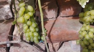 23 августа виноград Монблан