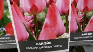 В Лемана Про тюльпаны с названиями на любой вкус!