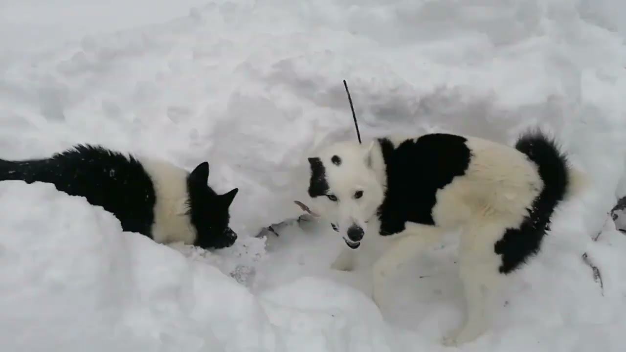 Без выстрела смотреть онлайн