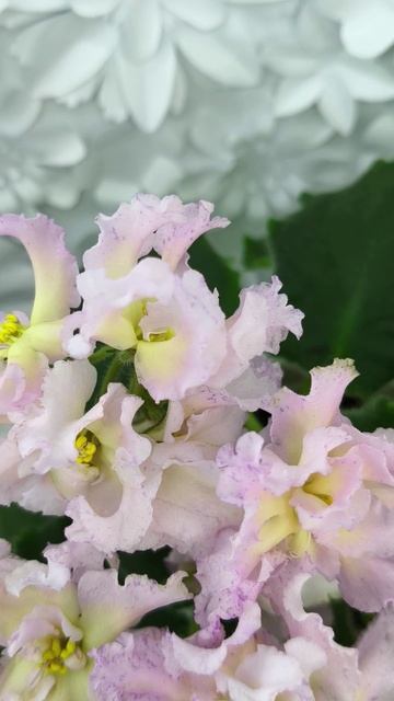 Фиалка РМ-Солнечное Конфетти