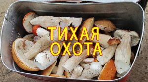 Лето в лесу глазами грибника. Дождь открыл секрет щедрого урожая. Тихая охота