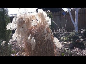 Мискантус китайский весной. Обрезка и деление взрослого куста