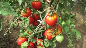 Обзор как растут томаты в грядке 2 августа 2025 г в Марий Эл