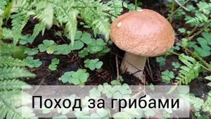 Грибы пошли 😀