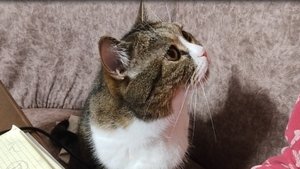 Котик хочет кушать ❤️