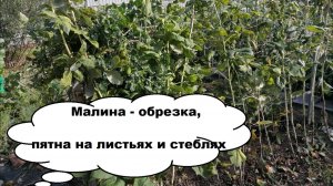 Обрезка малины осенью, обрезка. Что ошибочно считают болезнями